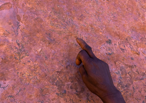 Man showing with finger a fossilized plant in a red rock, Tassili N'Ajjer National Park, Tadrart Rouge, Algeria