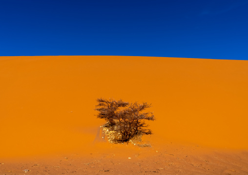 Trees on a sand dunes in the Sahara desert, Tassili N'Ajjer National Park, Tadrart Rouge, Algeria