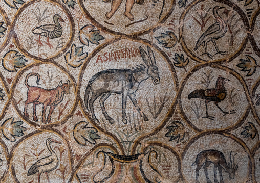 Asinus Nica mosaic from the ancient Roman city, North Africa, Djemila, Algeria