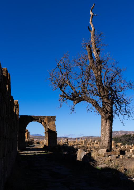 The Roman ruins of Djemila, North Africa, Djemila, Algeria