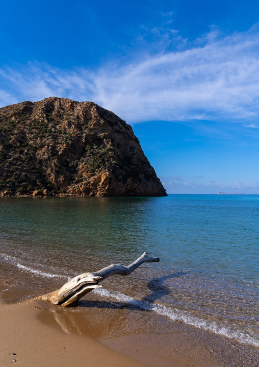 Dead wood on Madagh beach, North Africa, Oran, Algeria