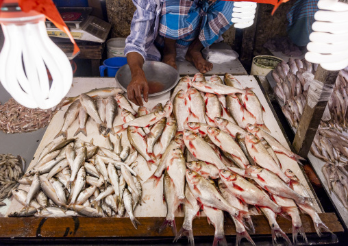 Lamps over fresh fishes in fish market, Dhaka Division, Dhaka, Bangladesh