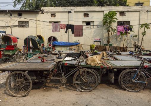 Goat on a cart parked after market time, Dhaka Division, Dhaka, Bangladesh