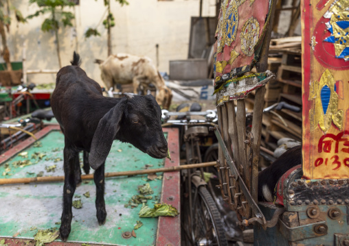 Goat on a cart parked after market time, Dhaka Division, Dhaka, Bangladesh