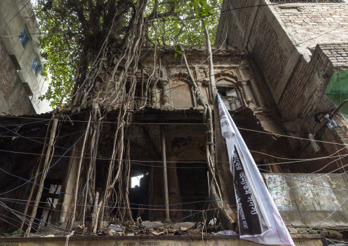 Old heritage house with roots all over the facade, Dhaka Division, Dhaka, Bangladesh