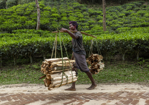 Bangladeshi man carrying firewood in a tea plantation, Sylhet Division, Kamalganj, Bangladesh