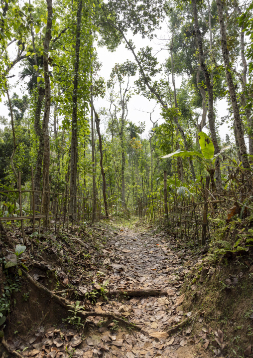 Lawachara national park, Sylhet Division, Kamalganj, Bangladesh