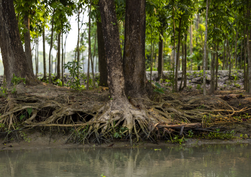 Trees with big roots in the sundarbans, Barisal Division, Banaripara, Bangladesh