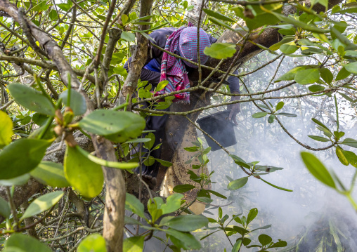 Beekeeper collecting honey from the beehive in the mangrove, Khulna Division, Shyamnagar, Bangladesh