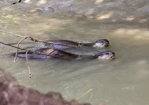 Otter used by fishermen to fish in the river in Sundarbans, Khulna Division, Narail Sadar, Bangladesh