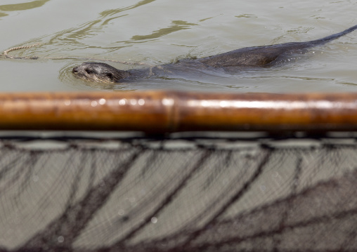 Otter used by fishermen to fish in the river in Sundarbans, Khulna Division, Narail Sadar, Bangladesh