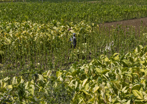 Tobacco field, Khulna Division, Mirpur, Bangladesh