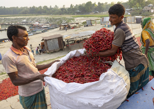 Bangladeshi men packing dry red chili pepper in Kalitola ghat, Rajshahi Division, Sariakandi, Bangladesh