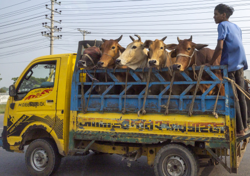 Bangladeshi man transporting cows in a small truck, Dhaka Division, Saturia, Bangladesh