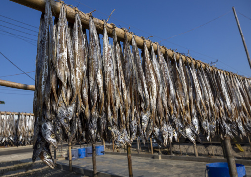 Fish laid out to dry in sun, Chittagong Division, Cox's Bazar Sadar, Bangladesh