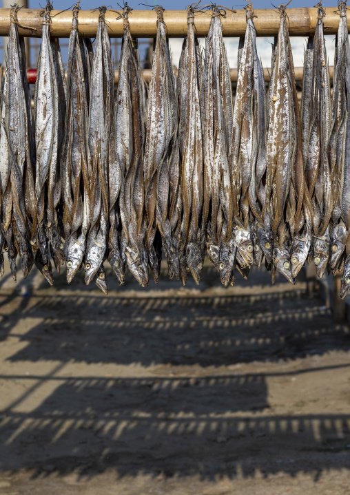 Fish laid out to dry in sun, Chittagong Division, Cox's Bazar Sadar, Bangladesh