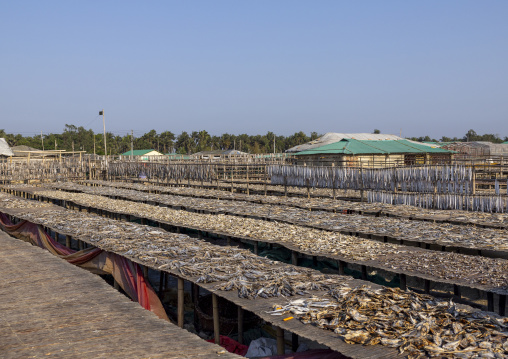 Fish laid out to dry in sun, Chittagong Division, Cox's Bazar Sadar, Bangladesh