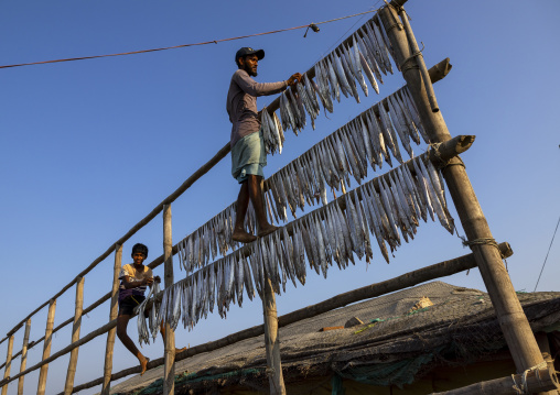 Workers laid out fish to dry in sun, Chittagong Division, Cox's Bazar Sadar, Bangladesh