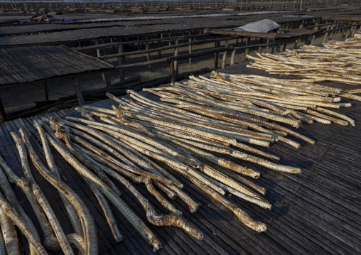 Fish bones drying in the sun, Chittagong Division, Cox's Bazar Sadar, Bangladesh