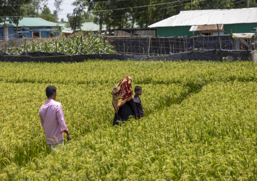 Bangladeshi family crossing a paddy field, Chittagong Division, Maheshkhali, Bangladesh