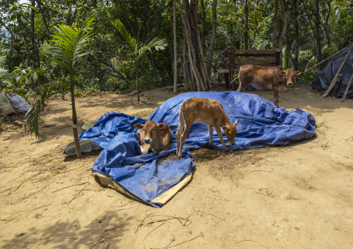 Calves in a farm courtyard, Chittagong Division, Rangamati Sadar, Bangladesh