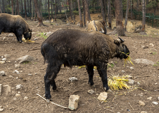 Budorcas taxicolor takins in Royal Takin preserve, Thimphu, Motithang, Bhutan