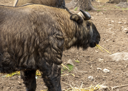 Budorcas taxicolor takin in Royal Takin preserve, Thimphu, Motithang, Bhutan