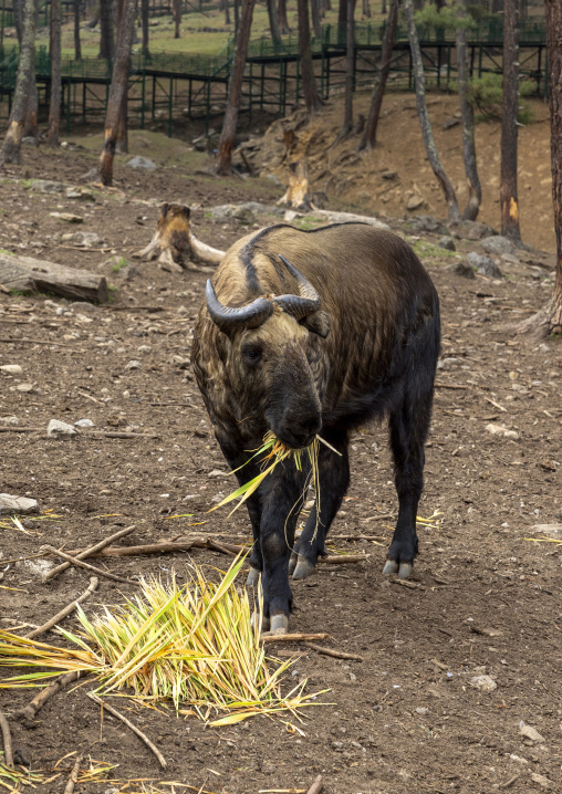 Budorcas taxicolor takin in Royal Takin preserve, Thimphu, Motithang, Bhutan