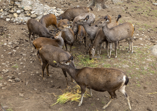 Sambar deers in Royal Takin preserve, Thimphu, Motithang, Bhutan