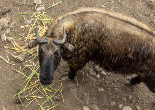 Budorcas taxicolor takin in Royal Takin preserve, Thimphu, Motithang, Bhutan