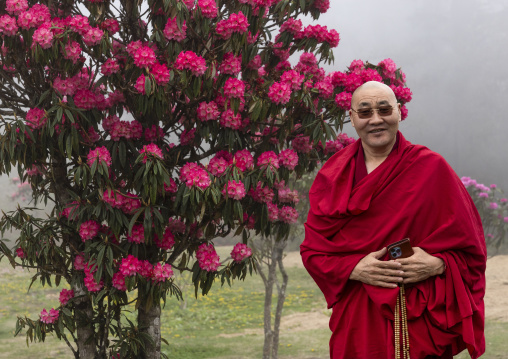 Butanese monk standing near a pink rhododendron, Punakha, Dochula Pass, Bhutan