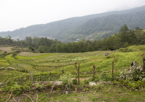 Rice terraces, Punakha dzongkhag, Punakha, Bhutan