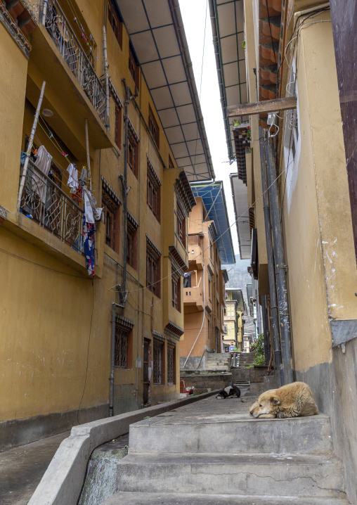 Dog sleeping in the street, Thedtsho Gewog, Wangdue Phodrang, Bhutan