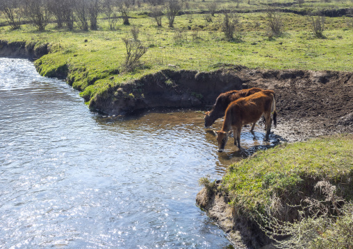 Cows drinking in a river, Wangdue Phodrang, Phobjikha Valley, Bhutan