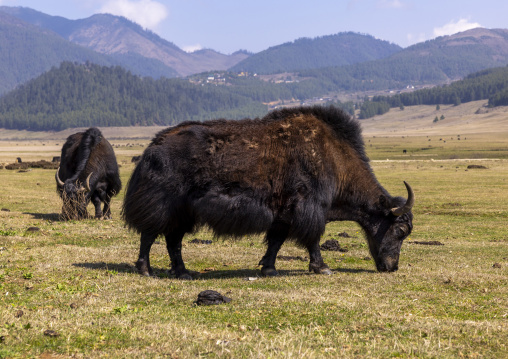 Yaks grazing in a meadow, Wangdue Phodrang, Phobjikha Valley, Bhutan