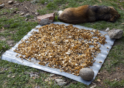 Sisi Shamu chanterelles mushrooms drying under the sun, Chhoekhor Gewog, Bumthang, Bhutan