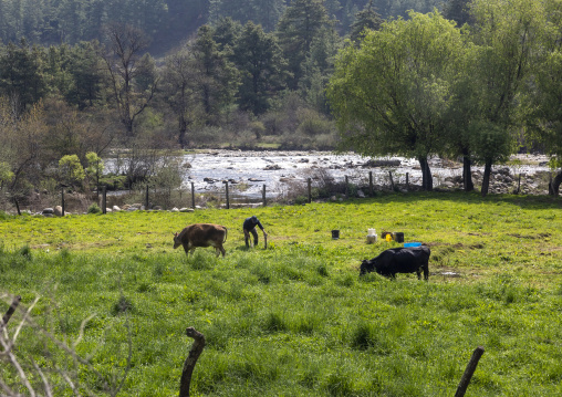 Bhutanese farmer with cows in his field , Chhoekhor Gewog, Bumthang, Bhutan