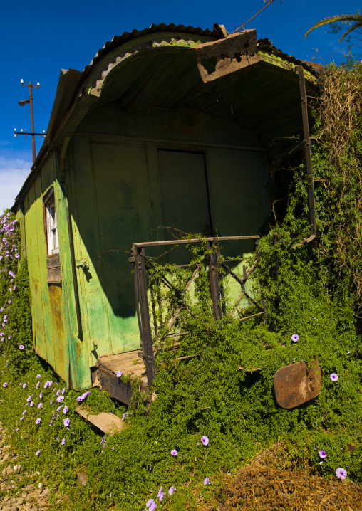 Old italian train covered with herbs and flowers, Central Region, Asmara, Eritrea