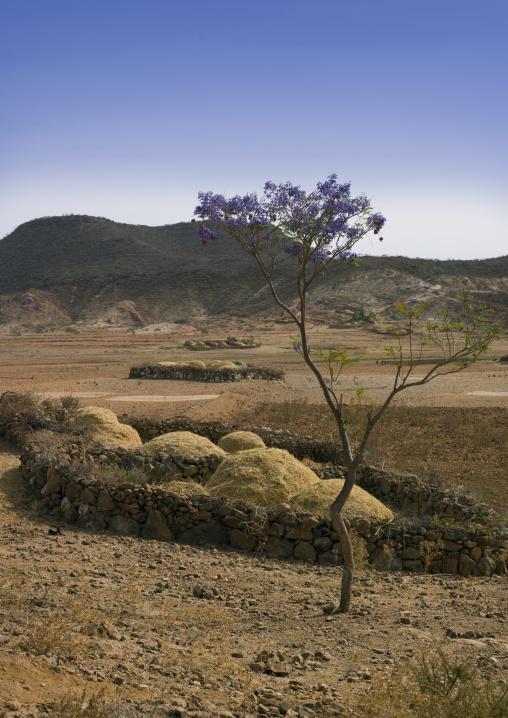 Harvests in a field, Central Region, Asmara, Eritrea