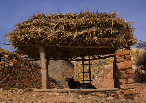 Cow in a farm, Central Region, Asmara, Eritrea