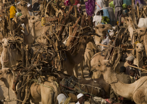 Monday wood and camel market, Anseba, Keren, Eritrea