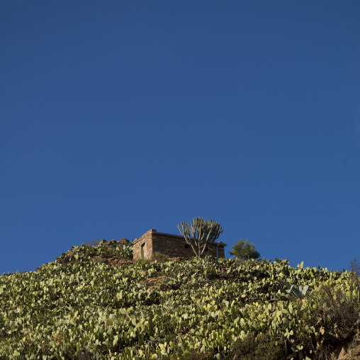 Stone house and cactus, Central Region, Asmara, Eritrea