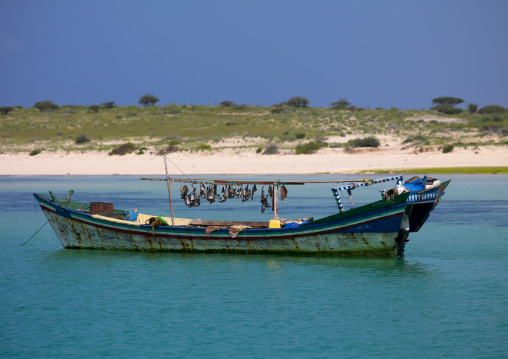 Shark fins on a dhow in Desei island, Northern Red Sea, Dahlak, Eritrea