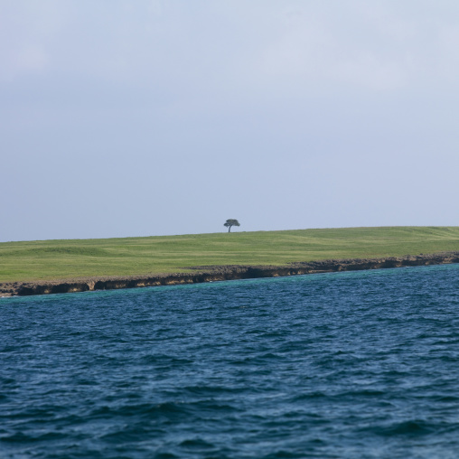 Tree on island, Northern Red Sea, Dahlak, Eritrea