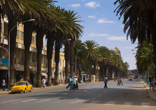 Palm trees on Harnet avenue, Central Region, Asmara, Eritrea