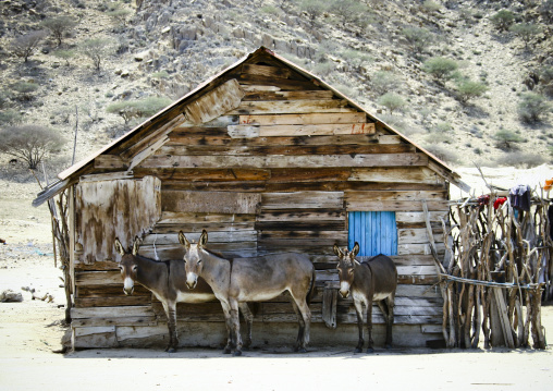 Donkeys in Dissei Afar village, Northern Red Sea, Dahlak, Eritrea