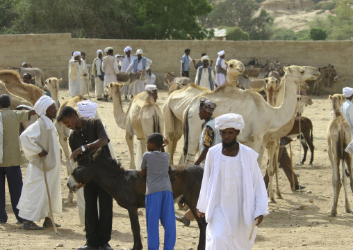 Weekly cattle market, Anseba, Keren, Eritrea