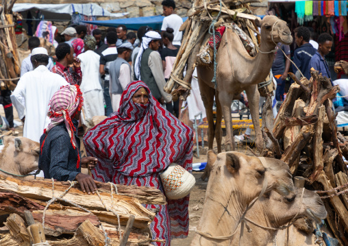 Camels bringing wood for sale in the monday market, Semien-Keih-Bahri, Keren, Eritrea