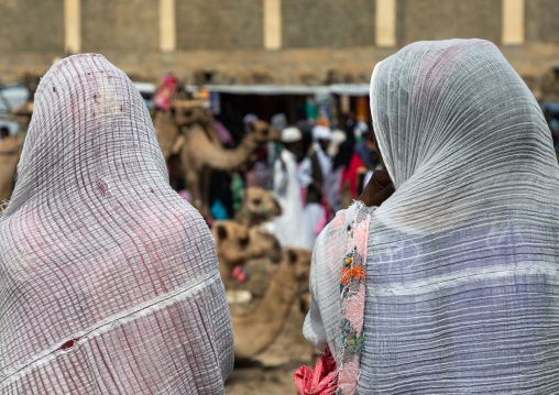 Camels bringing wood for sale in the monday market, Semien-Keih-Bahri, Keren, Eritrea