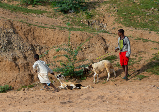 Eritrean boys going to the livestock market, Gash-Barka, Agordat, Eritrea